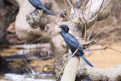 Close-up of bird perching on branch