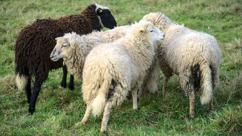 Sheep standing in farm