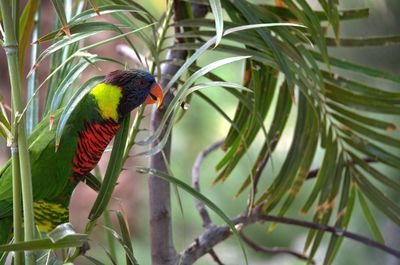 Side view of rainbow lorikeet amidst plants