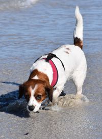 Close-up of dog on beach