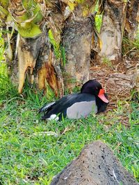 Bird perching on a tree