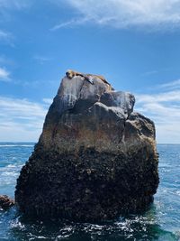Seal sunbathing in cabo