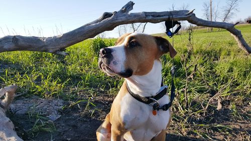 Dog on grassy field