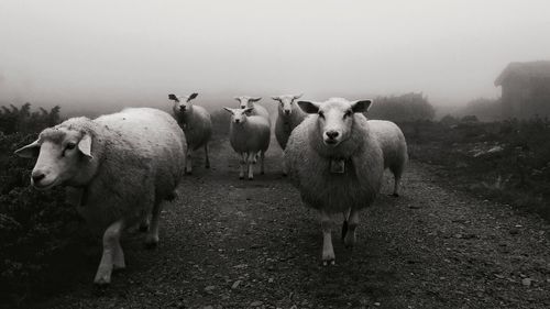 Flock of sheep on field