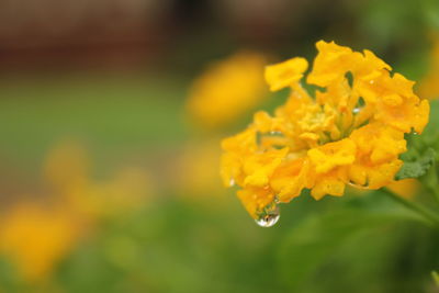 Close-up of yellow flower blooming outdoors