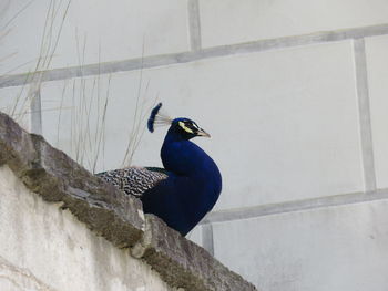 Low angle view of peacock