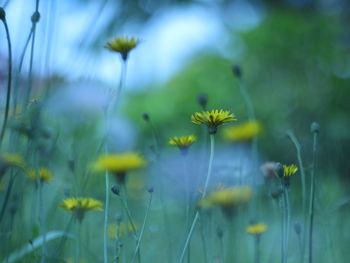 Close-up of yellow flowering plant on field