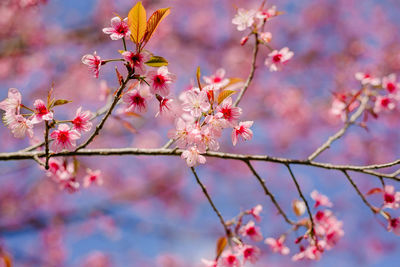 Close-up of pink cherry blossom