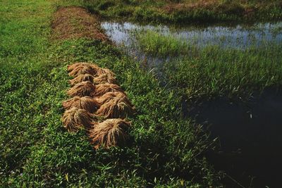 Plants on field by lake