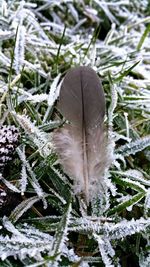 Close-up of feather during winter