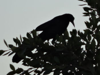 Low angle view of silhouette bird perching on branch