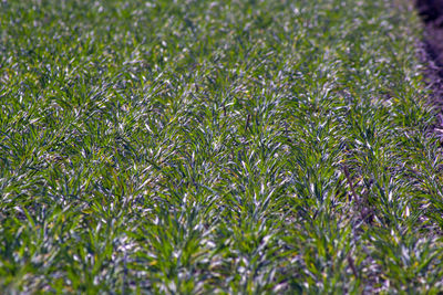 Full frame shot of plants growing on field