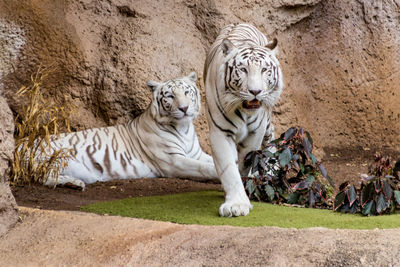 Portrait of cat sitting outdoors