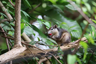 A squirrel eating red fruit on a branch in the garden in rain season