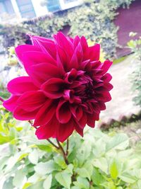 Close-up of pink dahlia flower