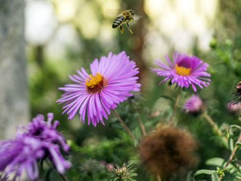 Close-up of bee hovering on purple flowers