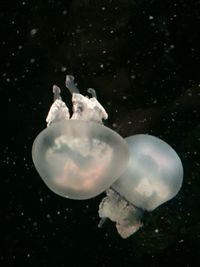 Close-up of jellyfish swimming in sea