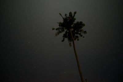 Silhouette palm tree against sky at night
