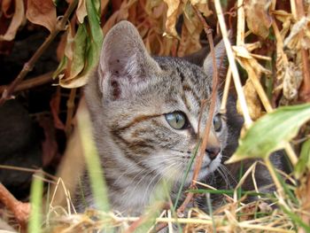 Close-up portrait of cat