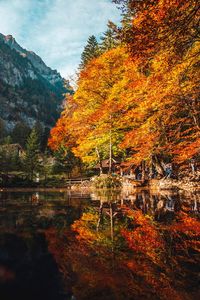 Trees by lake during autumn