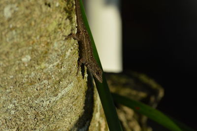 Close-up of insect on leaf