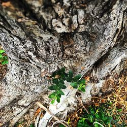 High angle view of lizard on tree trunk