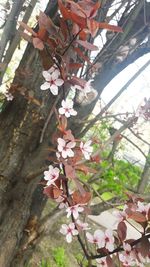 Close-up of pink cherry blossoms in spring