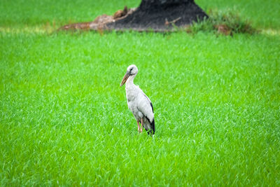 Bird on a field