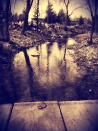 Reflection of trees in water