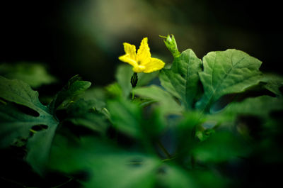 Close-up of yellow flower