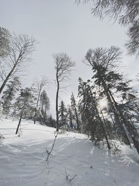 Trees on snow covered field against sky