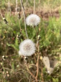 Close-up of wilted dandelion flower on field