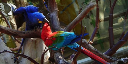 View of parrot perching on branch