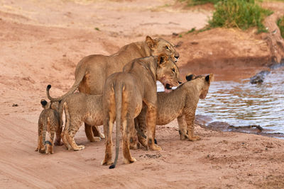 Pride of lions with cubs
