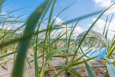 Close-up of grass against sky