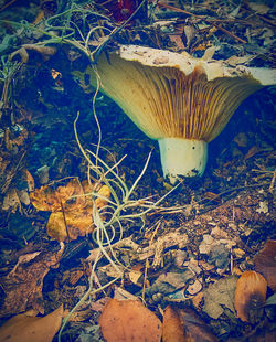 High angle view of mushroom growing on land