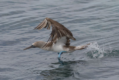 Bird flying over lake