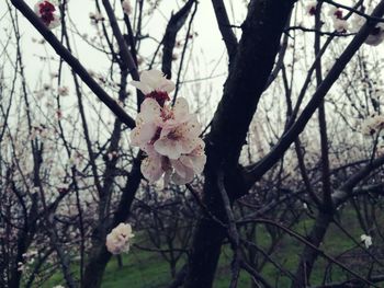 Close-up of pink flowers on branch