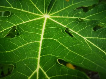 Full frame shot of leaves