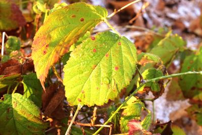 Close-up of leaves on plant during autumn