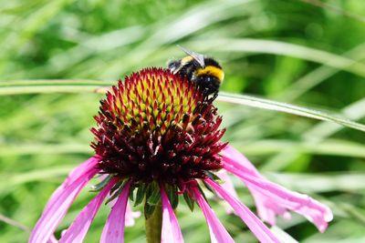 Close-up of bee on flower