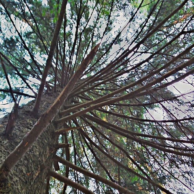 tree, low angle view, growth, branch, tree trunk, nature, day, full frame, backgrounds, tranquility, outdoors, sky, no people, wood - material, tall - high, beauty in nature, pattern, sunlight, built structure, directly below