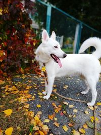 Beautiful white dog with golden tongue in autumn. happiness