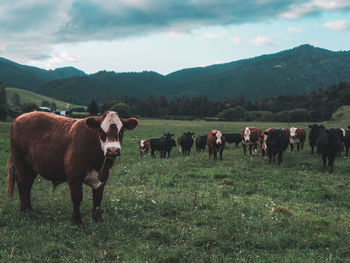 Cows on grassy field against cloudy sky