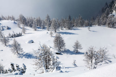 Trees on snow covered field during winter