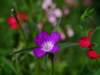 Close-up of pink flowering plant