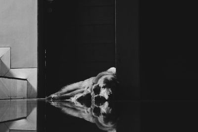 Close-up of dog on door