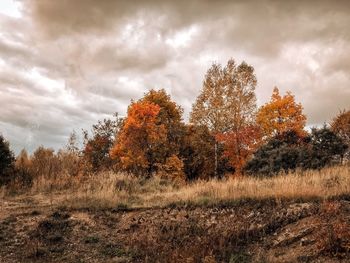 Autumn trees on field against sky