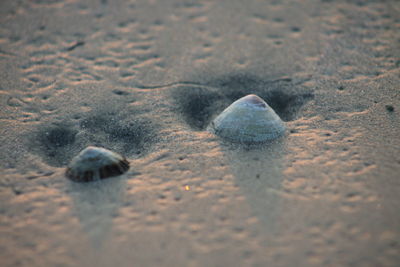 Close-up of crab on sand at beach