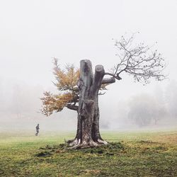 Trees on field in foggy weather